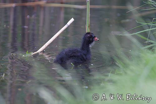 pisklę, kokoszka wodna = kurka wodna / Gallinula chloropus/