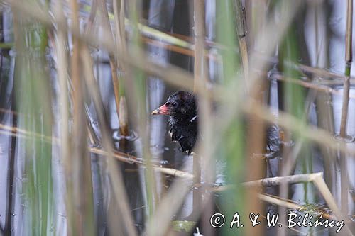 pisklę, kokoszka wodna = kurka wodna / Gallinula chloropus/