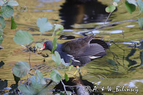 kokoszka wodna = kurka wodna, Gallinula chloropus