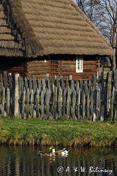 Kolbuszowa, park etnograficzny Muzeum Kultury Ludowej, kaczka staropolska upierzenie srokate, Anas platyrhynchos f. domestica