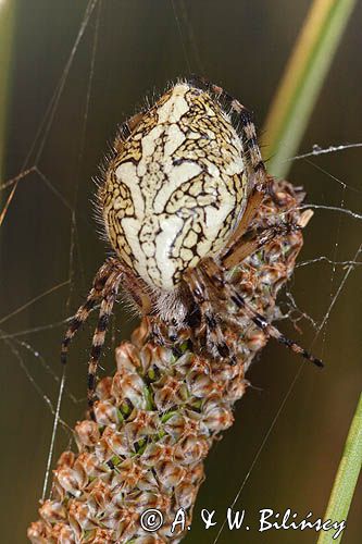 Kołosz wielobarwny, Aculepeira ceropegia, pająk