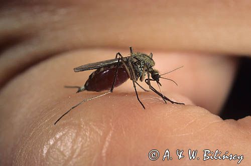 Komar ssący krew