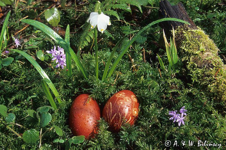 Wielkanocne pisanki w kwiatkach, kwiat: Śnieżyca wiosenna, kompozycja