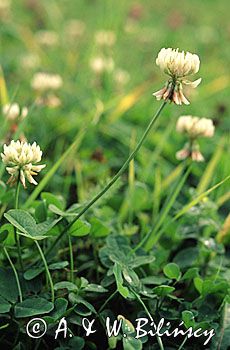 koniczyna biała, koniczyna rozesłana Trifolium repens L.)