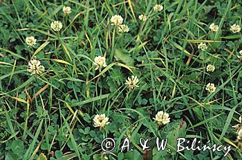 koniczyna biała, koniczyna rozesłana Trifolium repens L.)