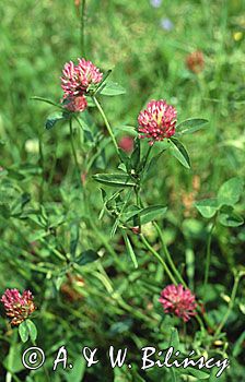 koniczyna czerwona, łąkowa Trifolium pratense