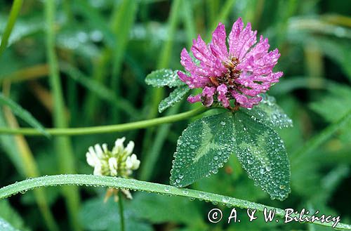 Koniczyna łąkowa Trifolium pratense, rosa, koniczyna czerwona