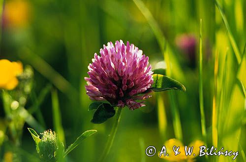 Koniczyna łąkowa Trifolium pratense, rosa, koniczyna czerwona