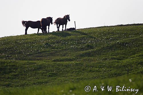 konie na pastwisku, Warmia