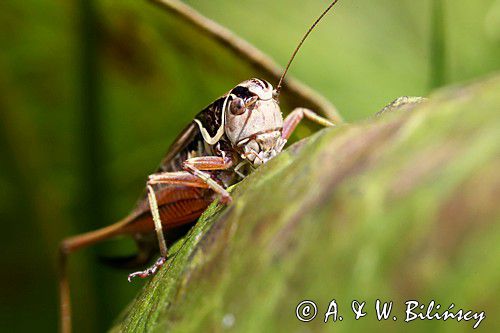 podłatczyn Roesela, Metrioptera Roeselli, konik polny, szarańczak