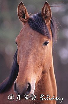 koń portret