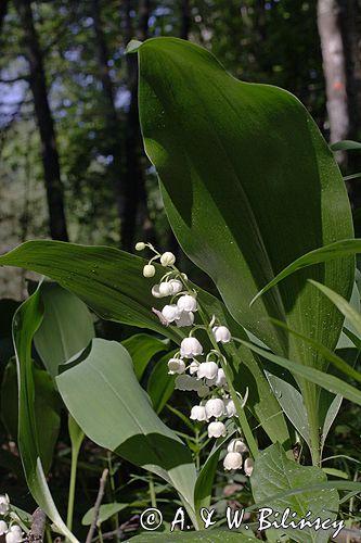 konwalia majowa Convallaria majalis rezerwat 'Bojarski Grąd' Nadbużański Park Krajobrazowy