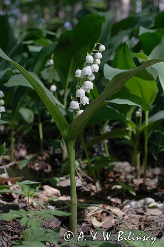 konwalia majowa Convallaria majalis rezerwat 'Bojarski Grąd' Nadbużański Park Krajobrazowy