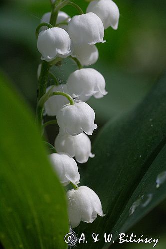 konwalia majowa Convallaria majalis rezerwat 'Bojarski Grąd' Nadbużański Park Krajobrazowy