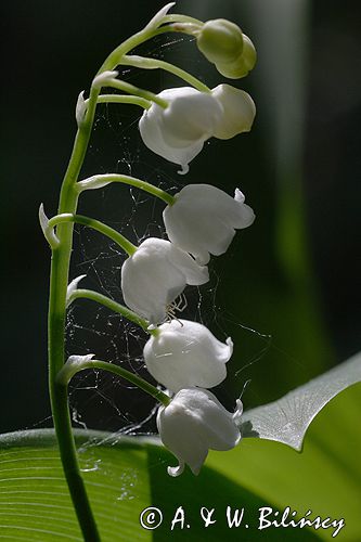 konwalia majowa Convallaria majalis rezerwat 'Bojarski Grąd' Nadbużański Park Krajobrazowy