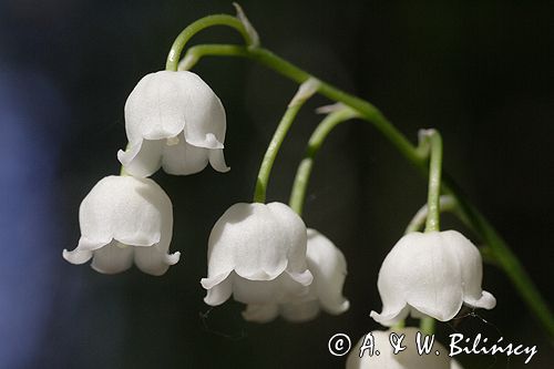 konwalia majowa Convallaria majalis rezerwat 'Bojarski Grąd' Nadbużański Park Krajobrazowy