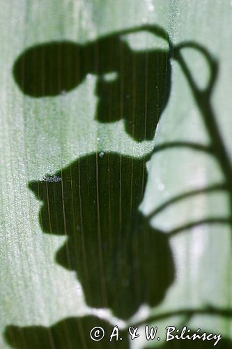 konwalia majowa Convallaria majalis rezerwat 'Bojarski Grąd' Nadbużański Park Krajobrazowy