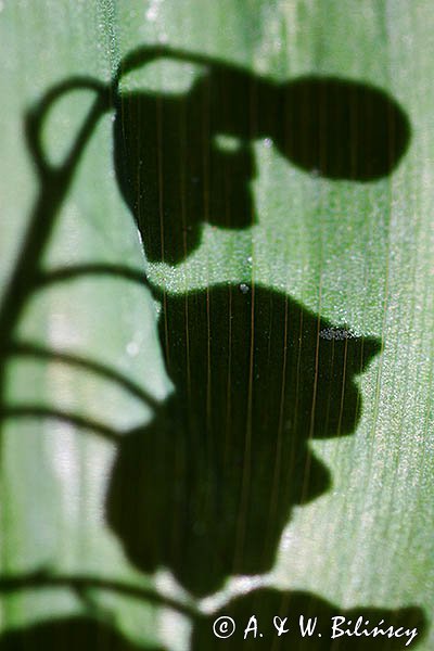 Konwalia majowa, Convallaria majalis
rezerwat "Bojarski Grąd", Nadbużański Park Krajobrazowy