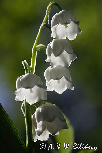 konwalia majowa Convallaria majalis rezerwat 'Bojarski Grąd' Nadbużański Park Krajobrazowy