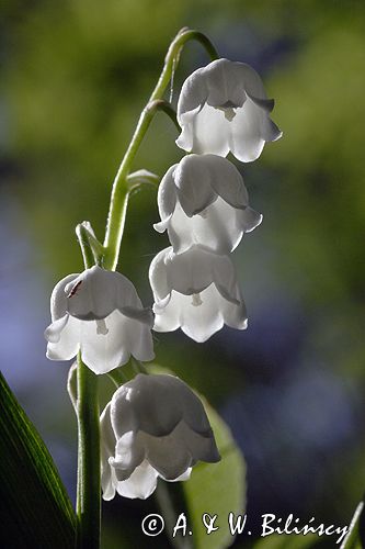 konwalia majowa Convallaria majalis rezerwat 'Bojarski Grąd' Nadbużański Park Krajobrazowy