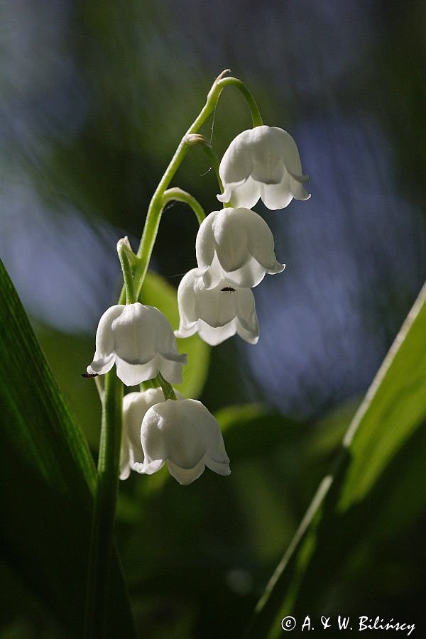 konwalia majowa Convallaria majalis rezerwat 'Bojarski Grąd' Nadbużański Park Krajobrazowy