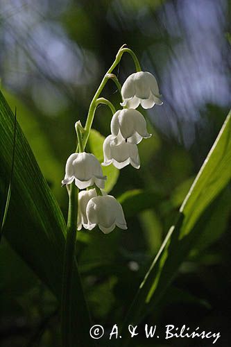 konwalia majowa Convallaria majalis rezerwat 'Bojarski Grąd' Nadbużański Park Krajobrazowy