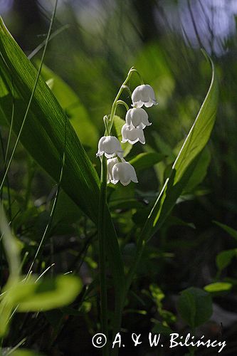 konwalia majowa Convallaria majalis rezerwat 'Bojarski Grąd' Nadbużański Park Krajobrazowy