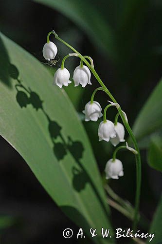 konwalia majowa Convallaria majalis rezerwat 'Bojarski Grąd' Nadbużański Park Krajobrazowy