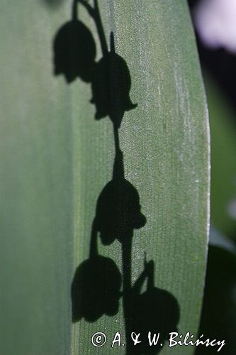 konwalia majowa Convallaria majalis rezerwat 'Bojarski Grąd' Nadbużański Park Krajobrazowy