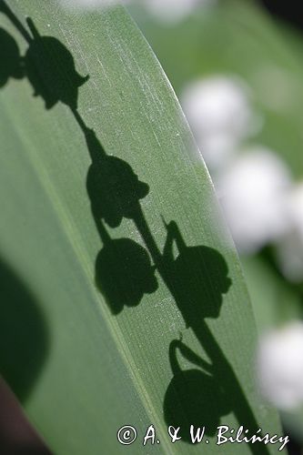 konwalia majowa Convallaria majalis rezerwat 'Bojarski Grąd' Nadbużański Park Krajobrazowy