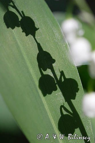 konwalia majowa Convallaria majalis rezerwat 'Bojarski Grąd' Nadbużański Park Krajobrazowy