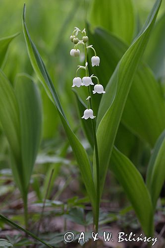 konwalia majowa Convallaria majalis rezerwat 'Bojarski Grąd' Nadbużański Park Krajobrazowy