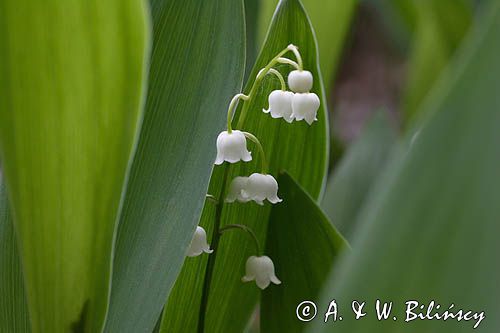 konwalia majowa Convallaria majalis rezerwat 'Bojarski Grąd' Nadbużański Park Krajobrazowy