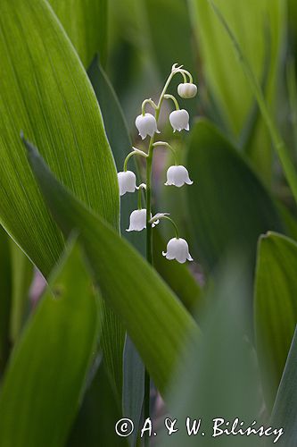 konwalia majowa Convallaria majalis rezerwat 'Bojarski Grąd' Nadbużański Park Krajobrazowy