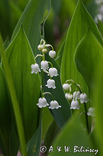 konwalia majowa Convallaria majalis rezerwat 'Bojarski Grąd' Nadbużański Park Krajobrazowy