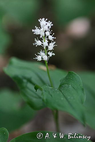 konwalijka dwulistna Maianthemum bifolium rezerwat 'Bojarski Grąd' Nadbużański Park Krajobrazowy