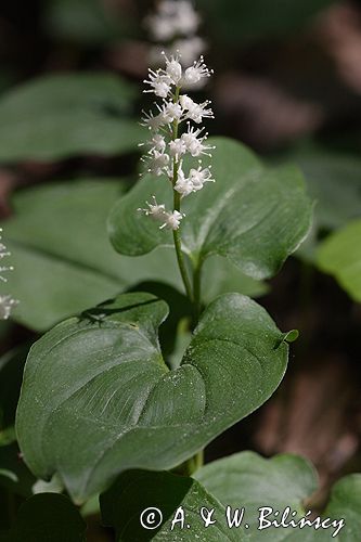 konwalijka dwulistna Maianthemum bifolium rezerwat 'Bojarski Grąd' Nadbużański Park Krajobrazowy