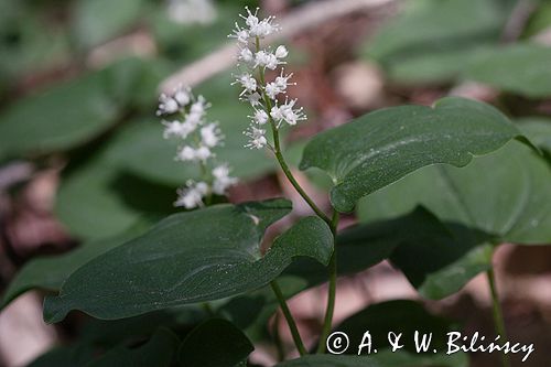 konwalijka dwulistna Maianthemum bifolium rezerwat 'Bojarski Grąd' Nadbużański Park Krajobrazowy