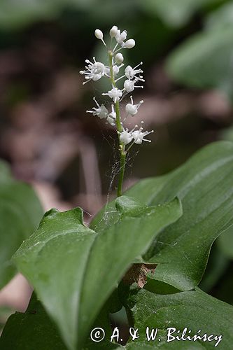 konwalijka dwulistna Maianthemum bifolium rezerwat 'Bojarski Grąd' Nadbużański Park Krajobrazowy