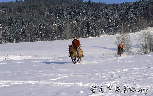 Zimowa jazda na koniku huculskim