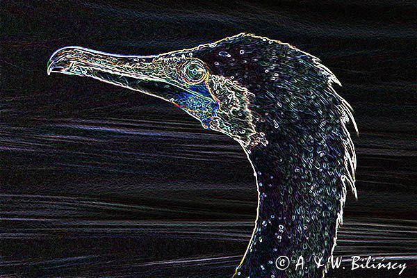 Kormoran czarny, Phalacrocorax carbo