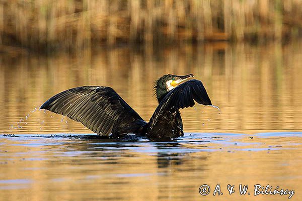 Kormoran czarny, Phalacrocorax carbo