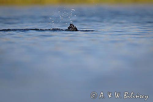Kormoran czarny, Phalacrocorax carbo