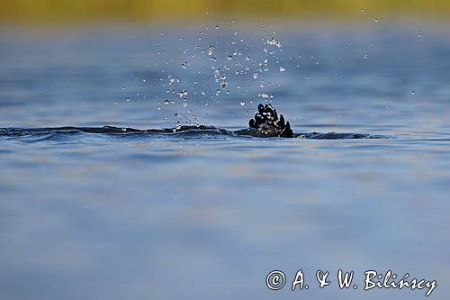 Kormoran czarny, Phalacrocorax carbo