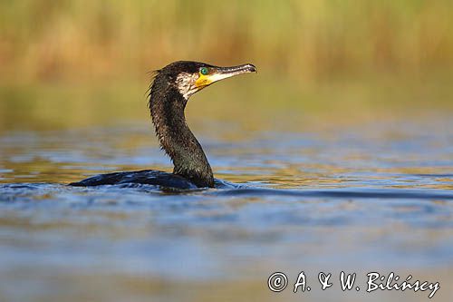 Kormoran czarny, Phalacrocorax carbo