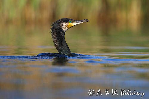 Kormoran czarny, Phalacrocorax carbo