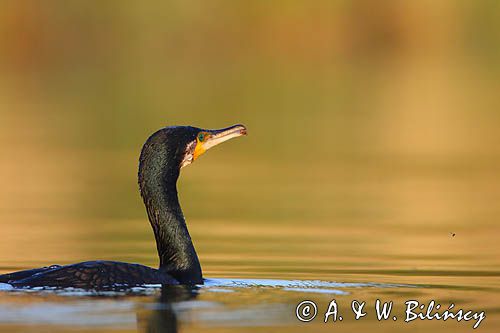 Kormoran czarny, Phalacrocorax carbo