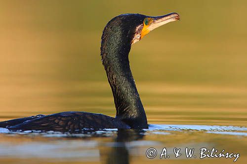 Kormoran czarny, Phalacrocorax carbo