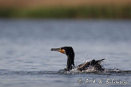 Kormoran czarny, Phalacrocorax carbo