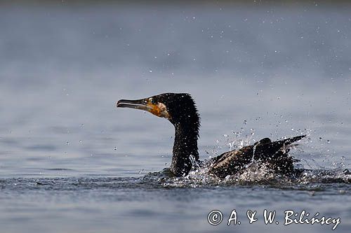 Kormoran czarny, Phalacrocorax carbo